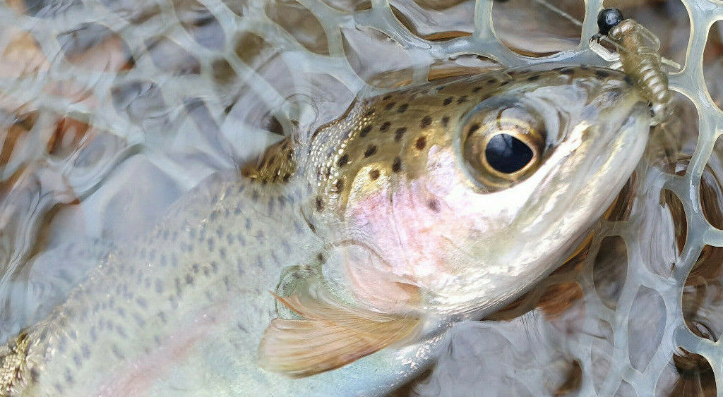 Using soft plastics to catch trout