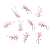 pink soft plastic stonefly lure