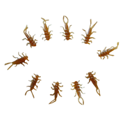pumpkinseed stonefly