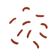 copper john maggots