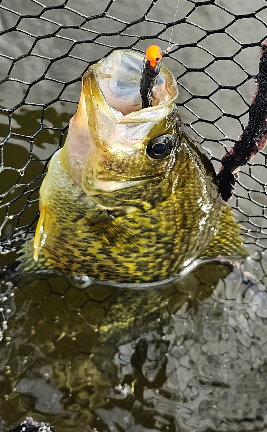 hellgrammite crappie