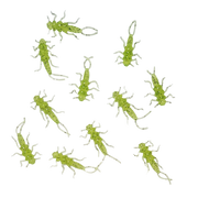green-beetle-stonefly-fishing-lure
