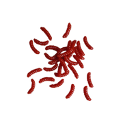 red soft plastic maggots
