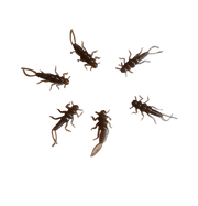 chocolate stonefly