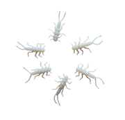golden stone stonefly