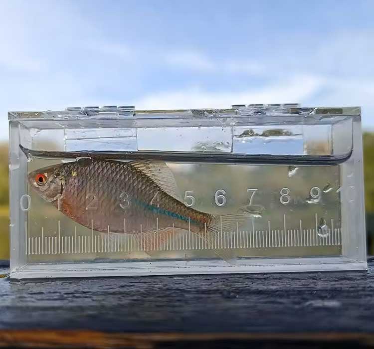 Transparent Micro Fish Viewing Box Transparent Micro Fish Viewing Box