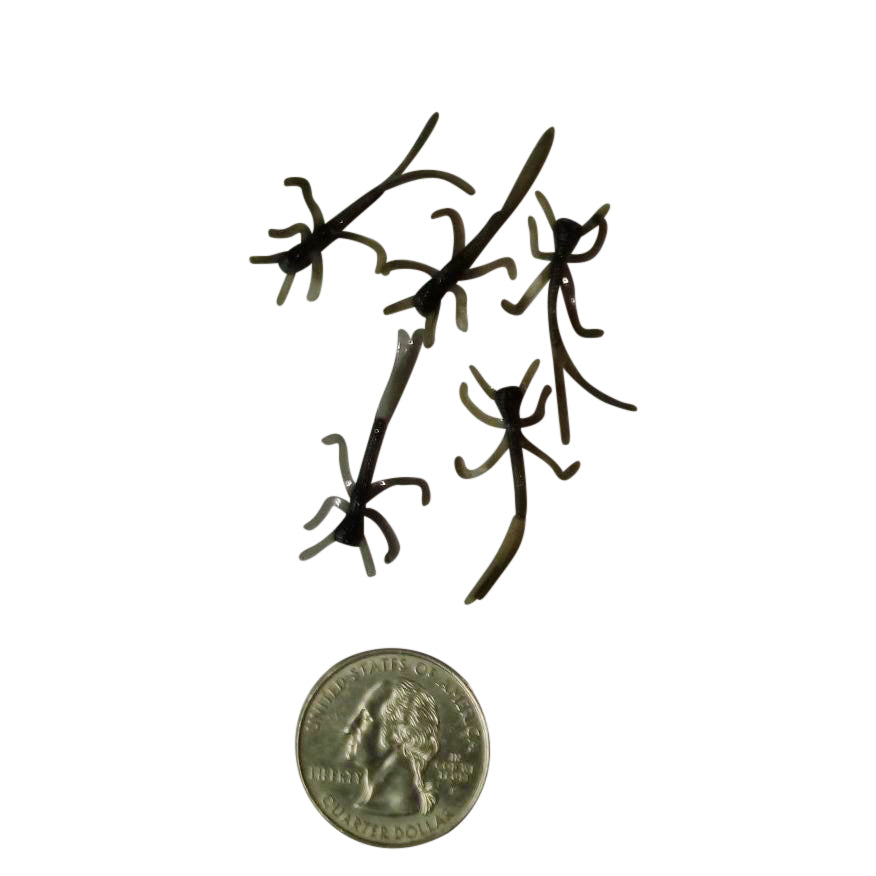 black micro nymphs