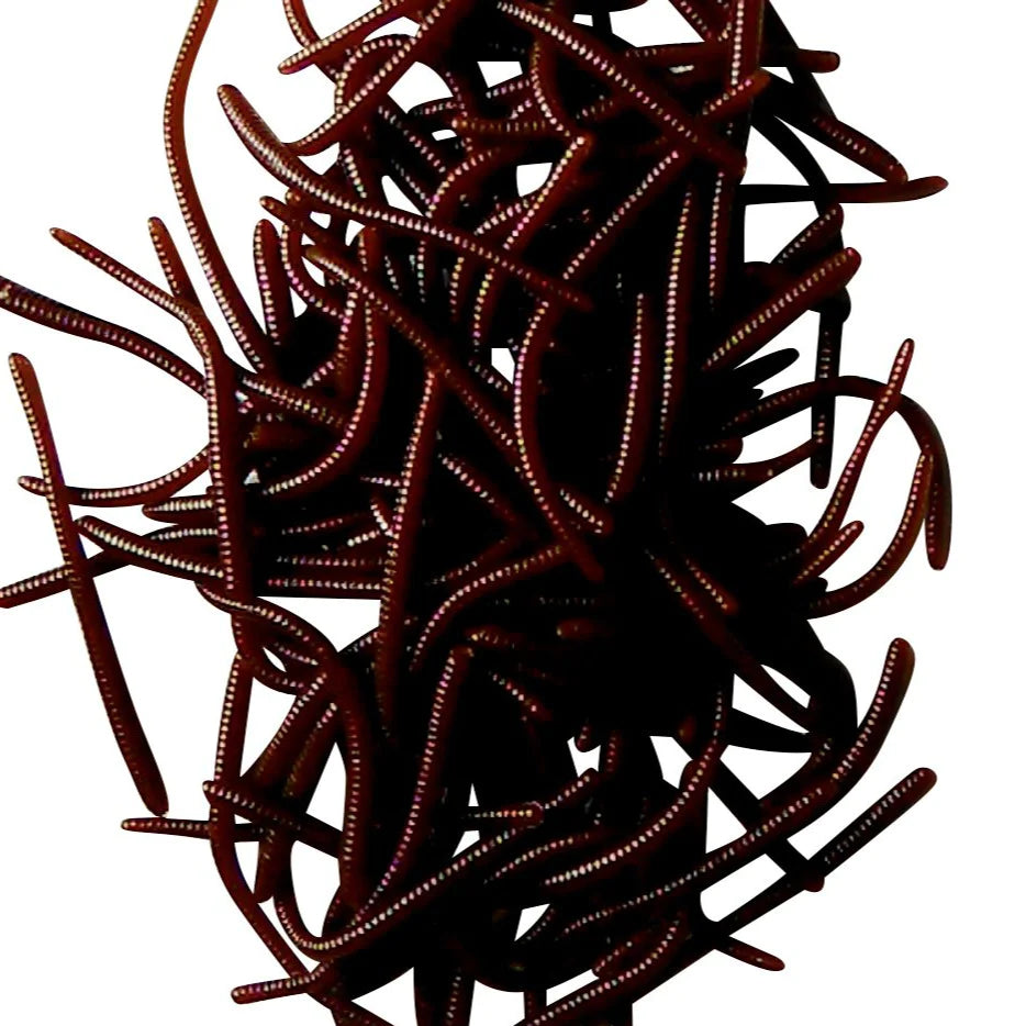 chocolate trout worms