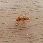 cinnamon ant