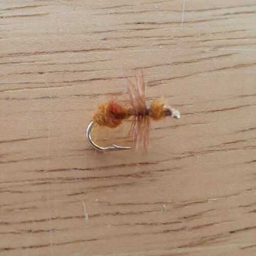 cinnamon ant