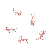 natural micro nymphs