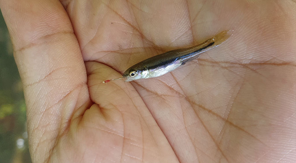 micro fishing dace