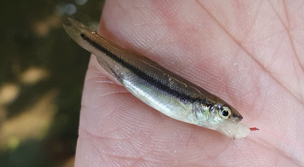 micro fishing with white bread