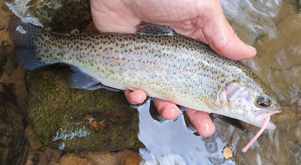rainbow trout on pink trout worm
