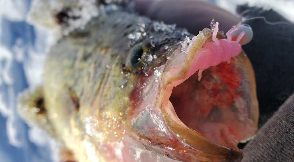 ice fishing crappie on soft plastics