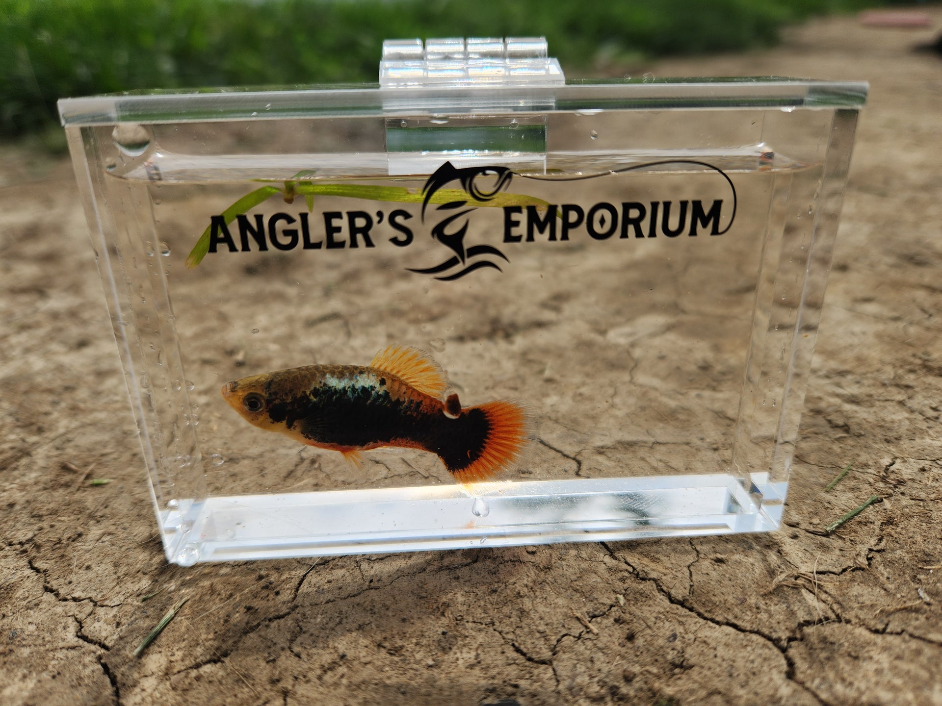 Small fish in a clear container with 'Angler's Emporium' branding on a natural background