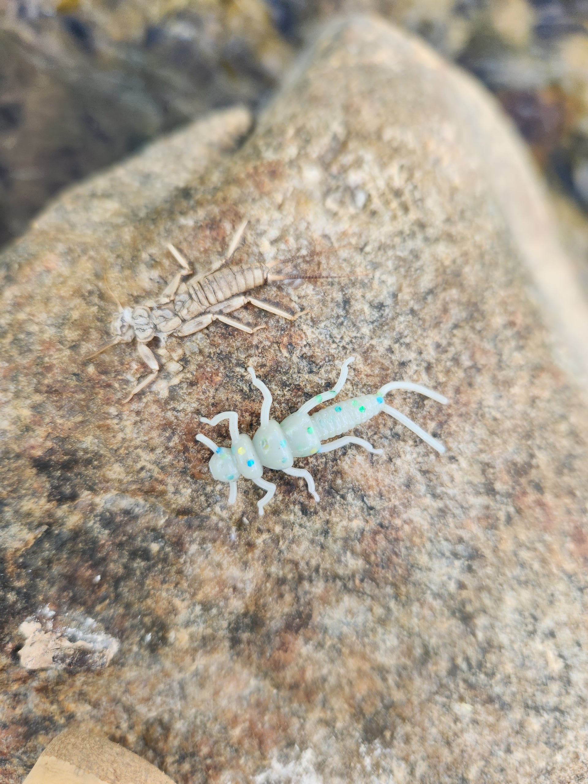 artificial stonefly on rock next to real stonefly nymph husk