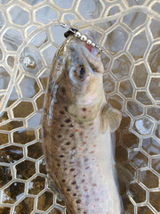 brown trout with small colorado blade spinner