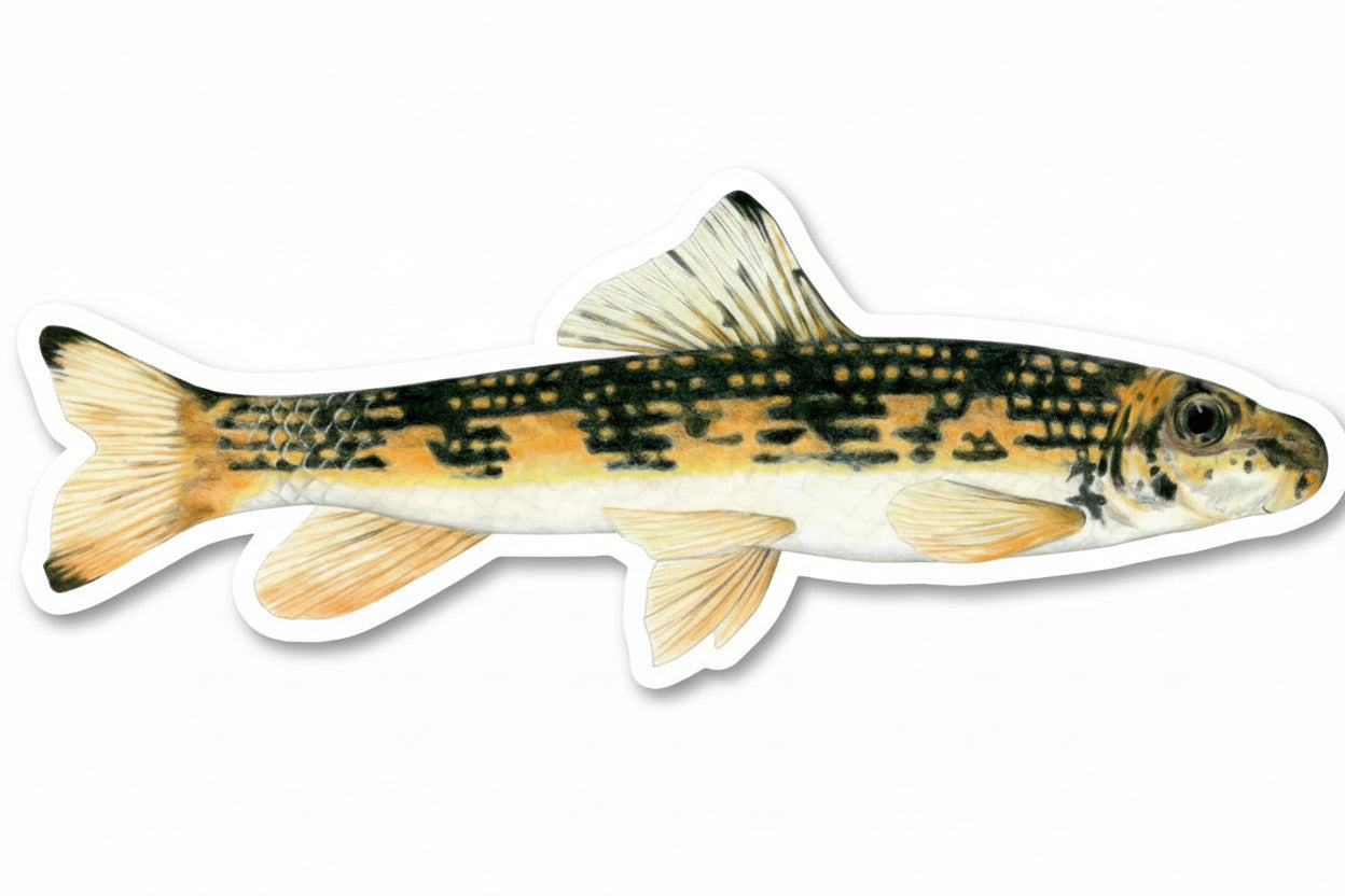 vinyl sticker of a blacktip jumprock