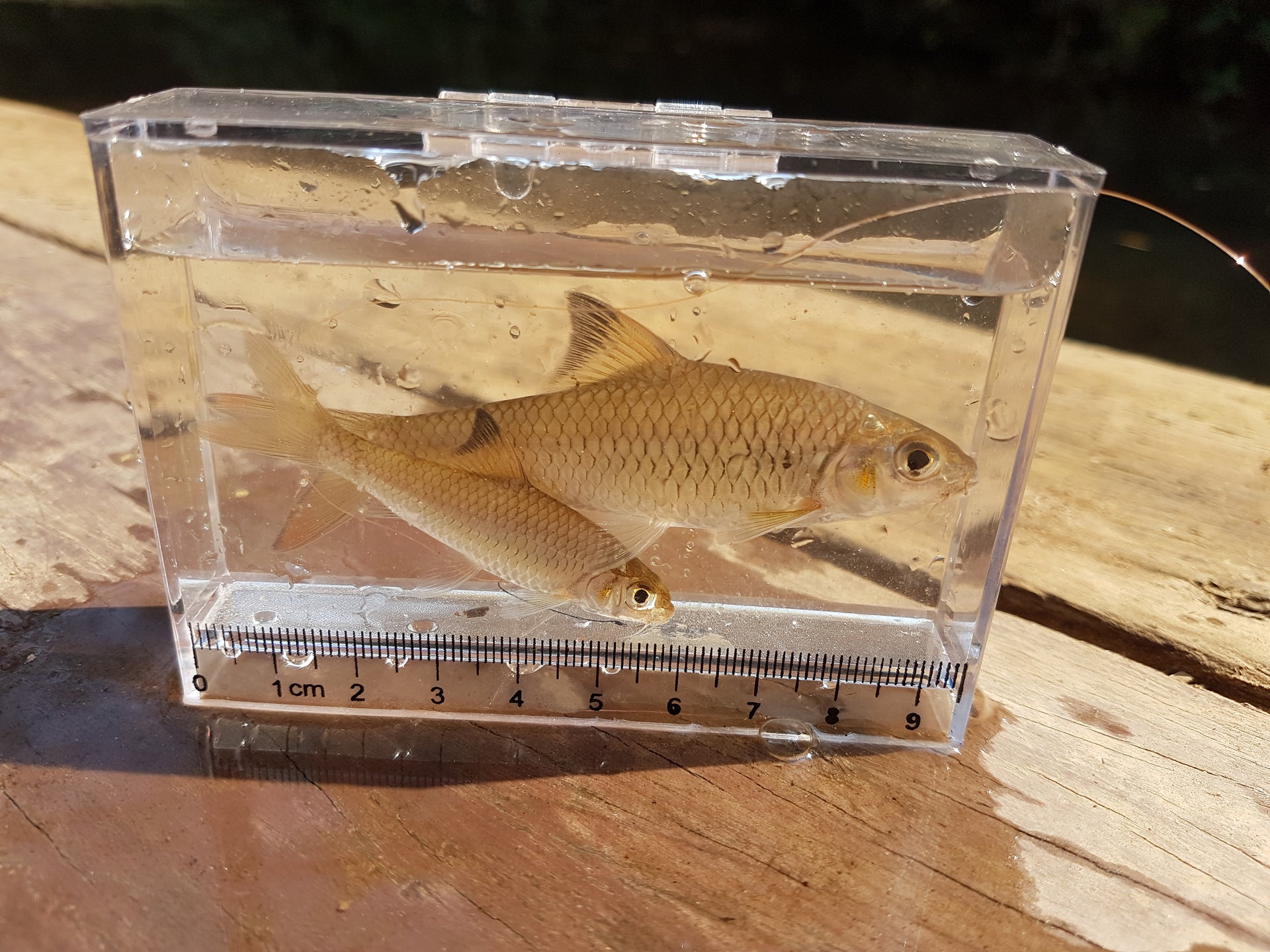 brook barbs in micro fishing photo tank