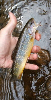 brook trout with copper john fly in its mouth