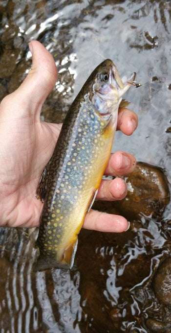 brook trout with copper john fly in its mouth