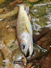 Fish with a lure in its mouth on a rocky riverbed
