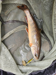 brook trout caught on niakis spinner