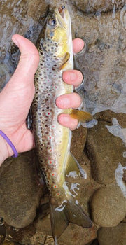 Hand holding a brown trout with a natural water background