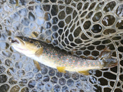 brown trout in rubber net with fly in mouth