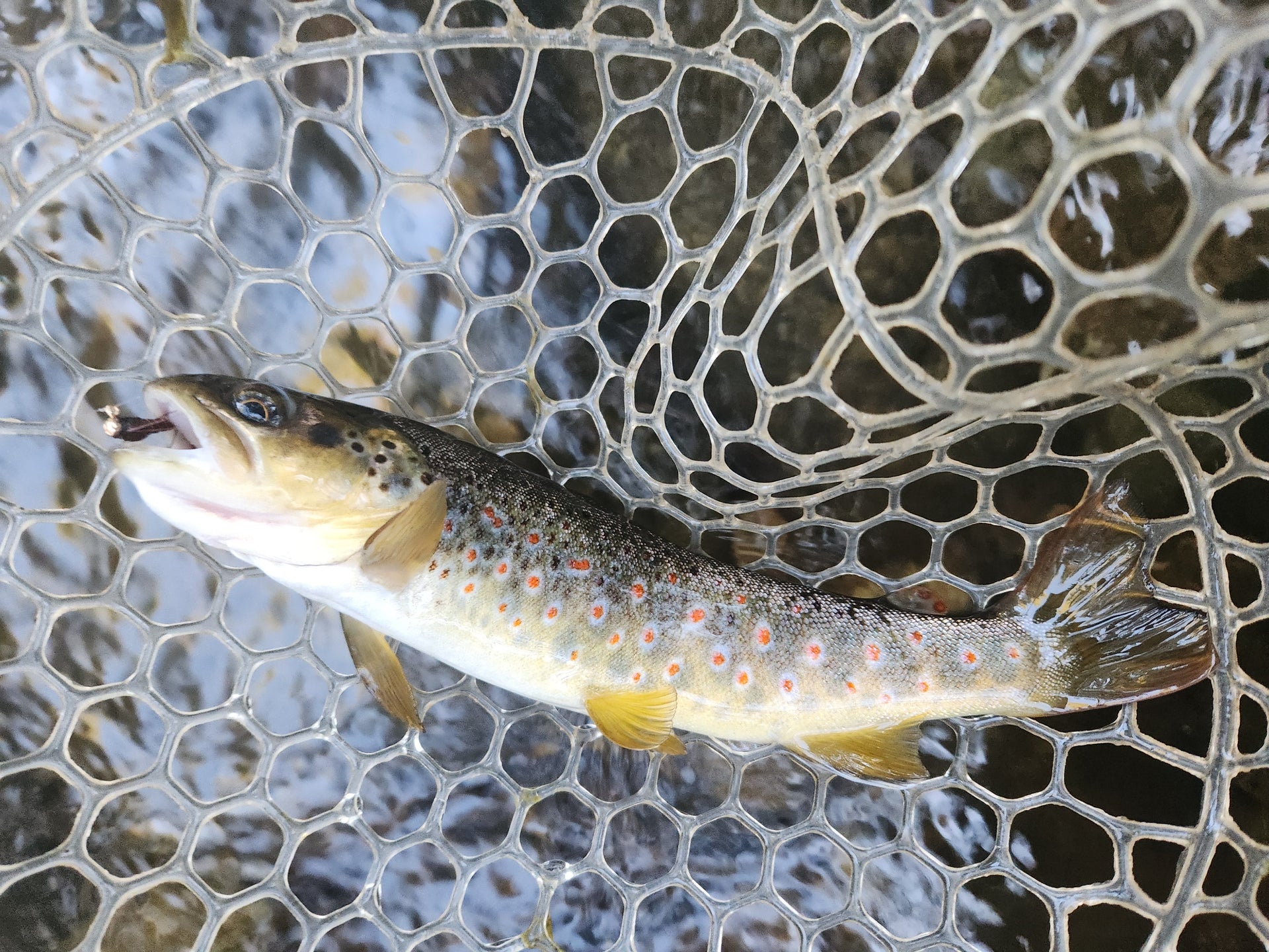 brown trout in rubber net with fly in mouth