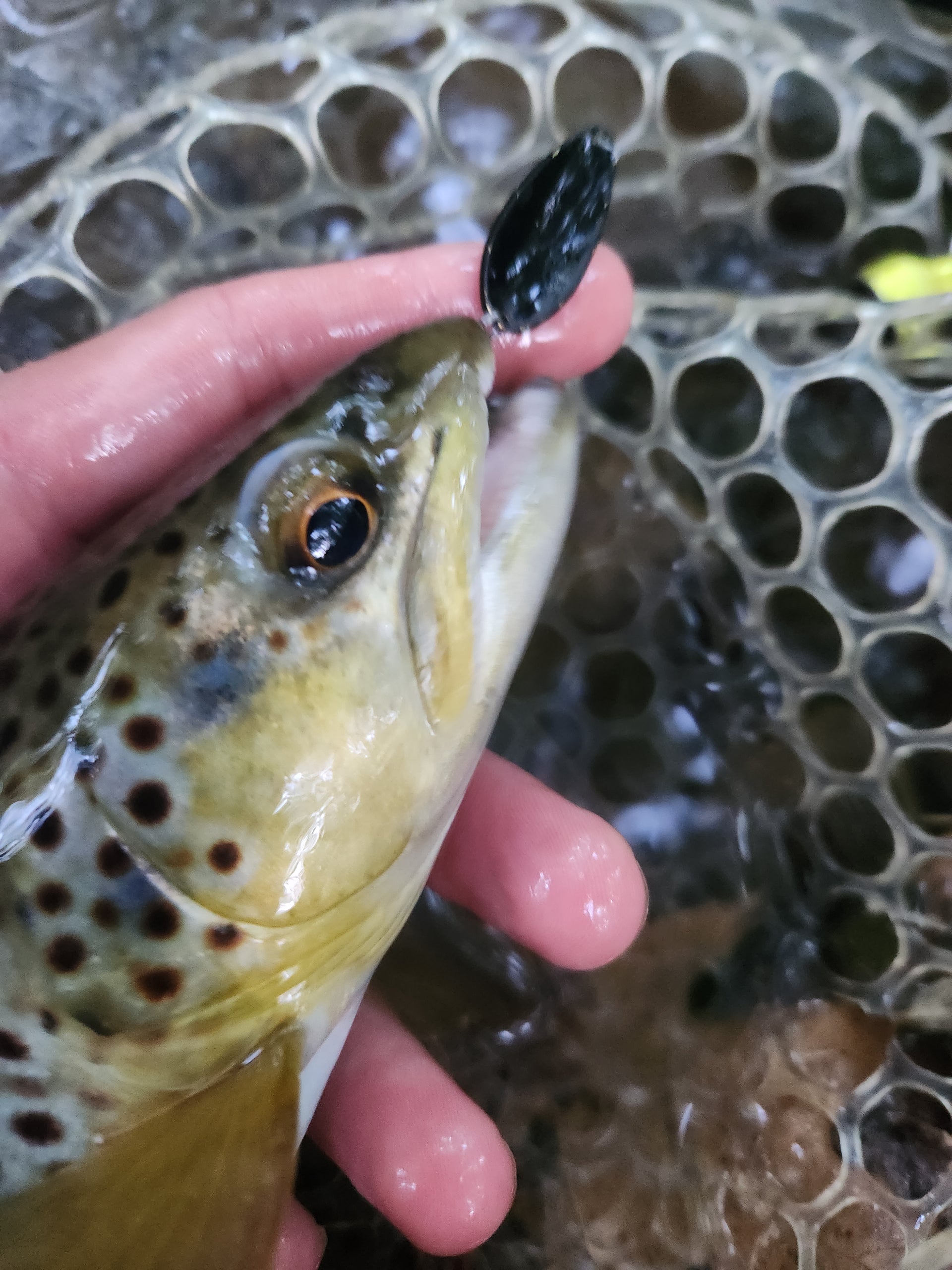 Close-up of a fish held by a hand with a fly fishing net in the background