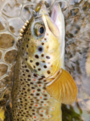 brown trout with gold swiss swing in mouth