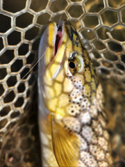brown trout caught on pink worm