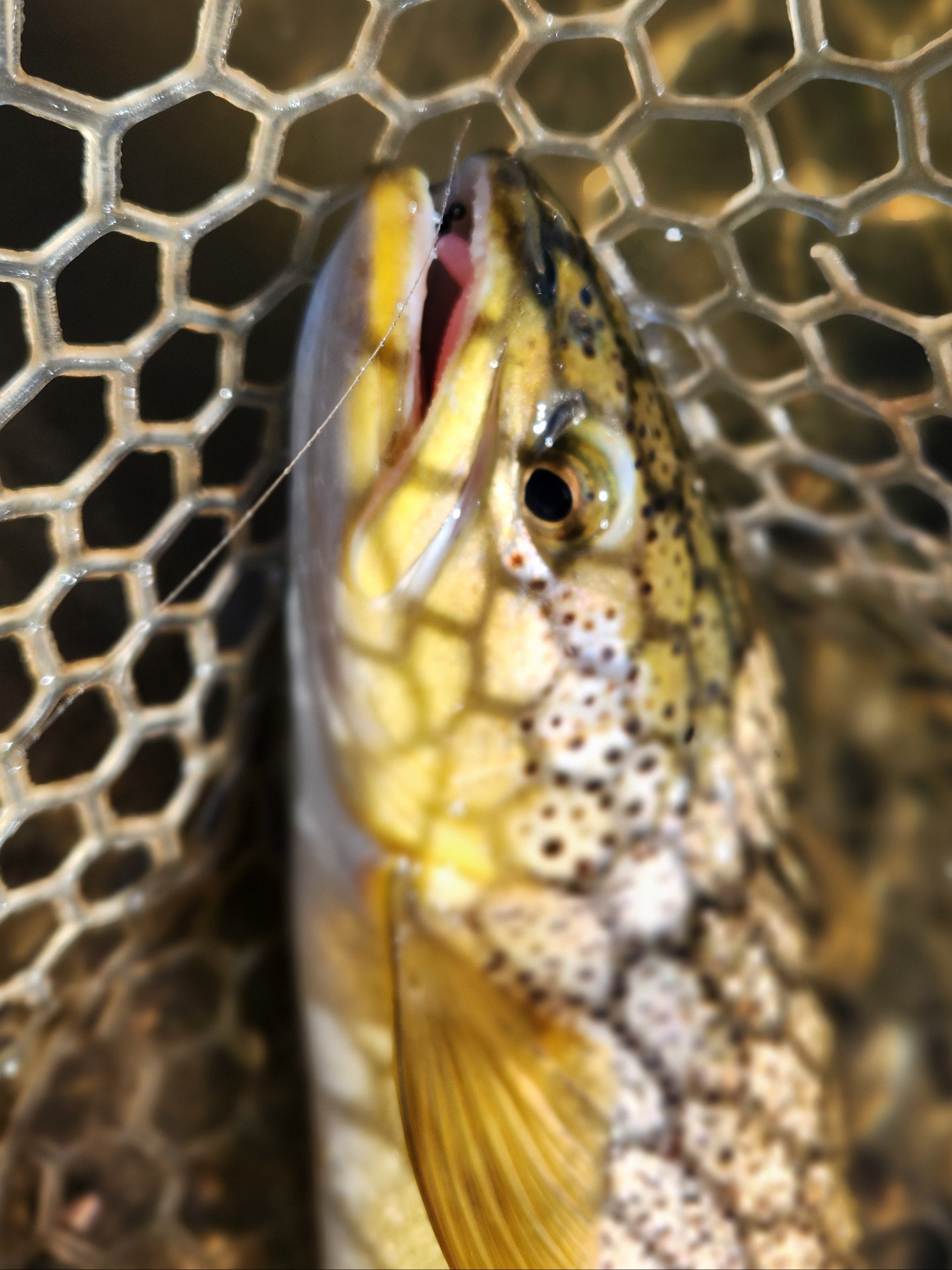 brown trout caught on pink worm
