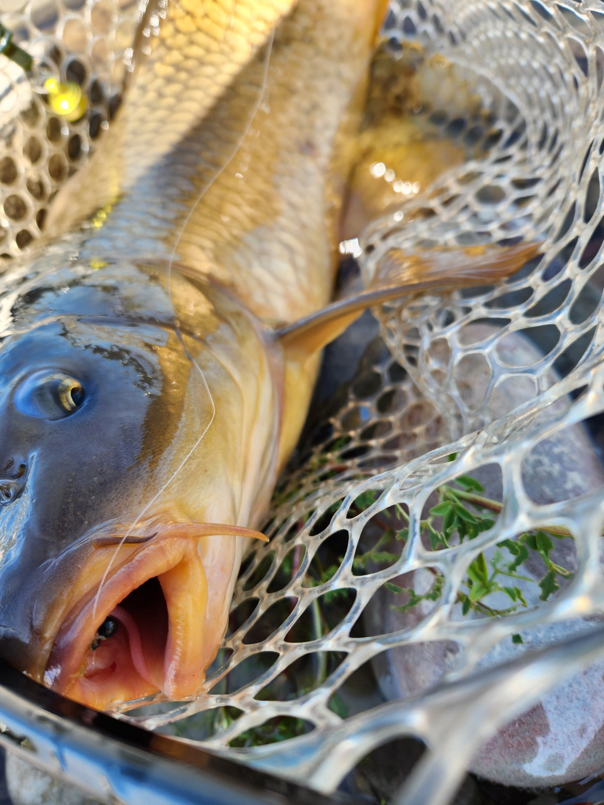carp caught on pink worm