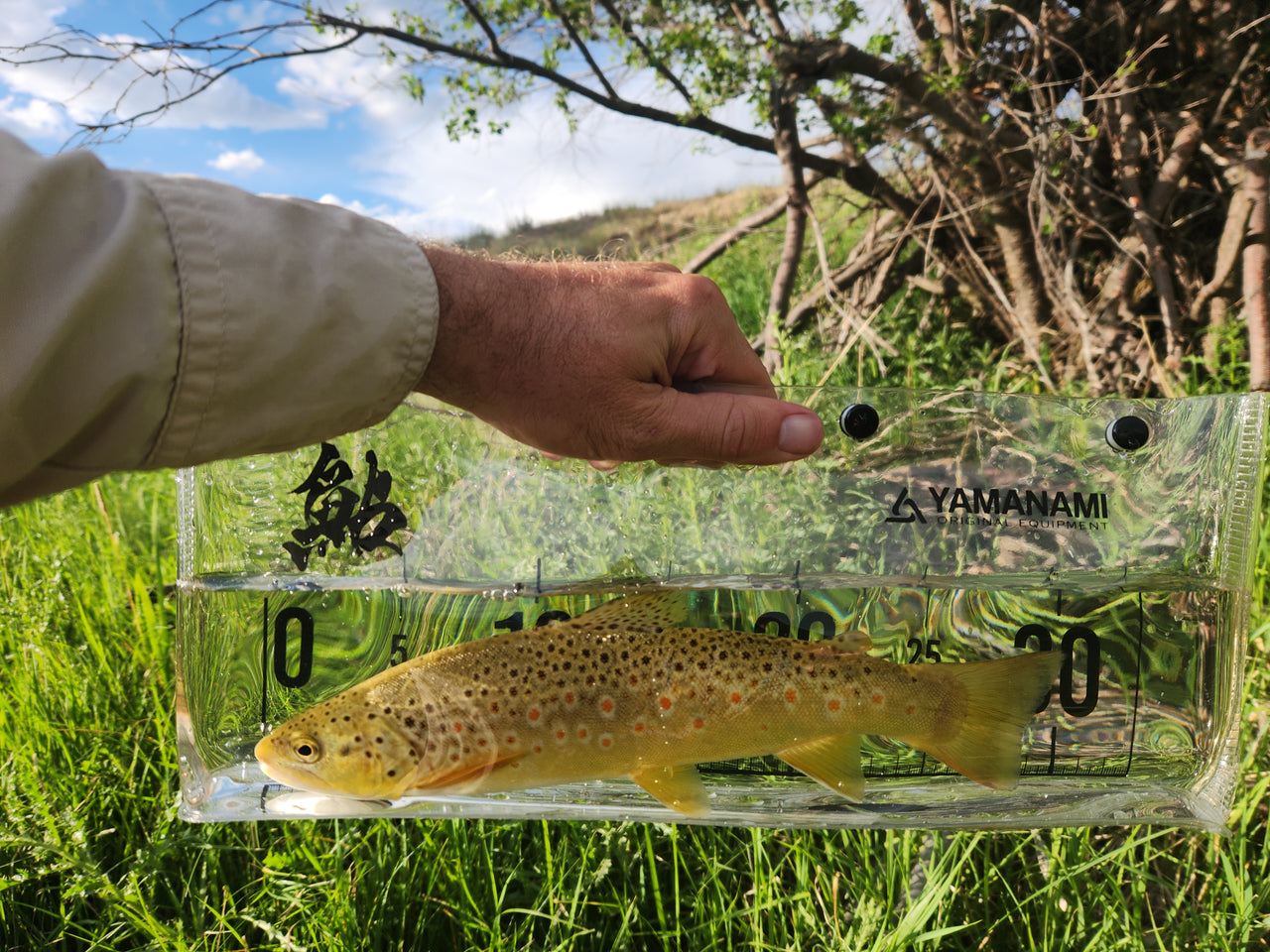 brown trout in a clear plastic container