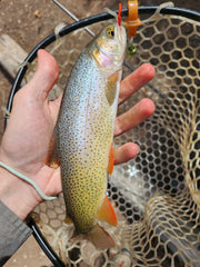 cutthroat trout caught on red squirmy worm