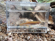 maetaeng danio in a micro fishing photo box