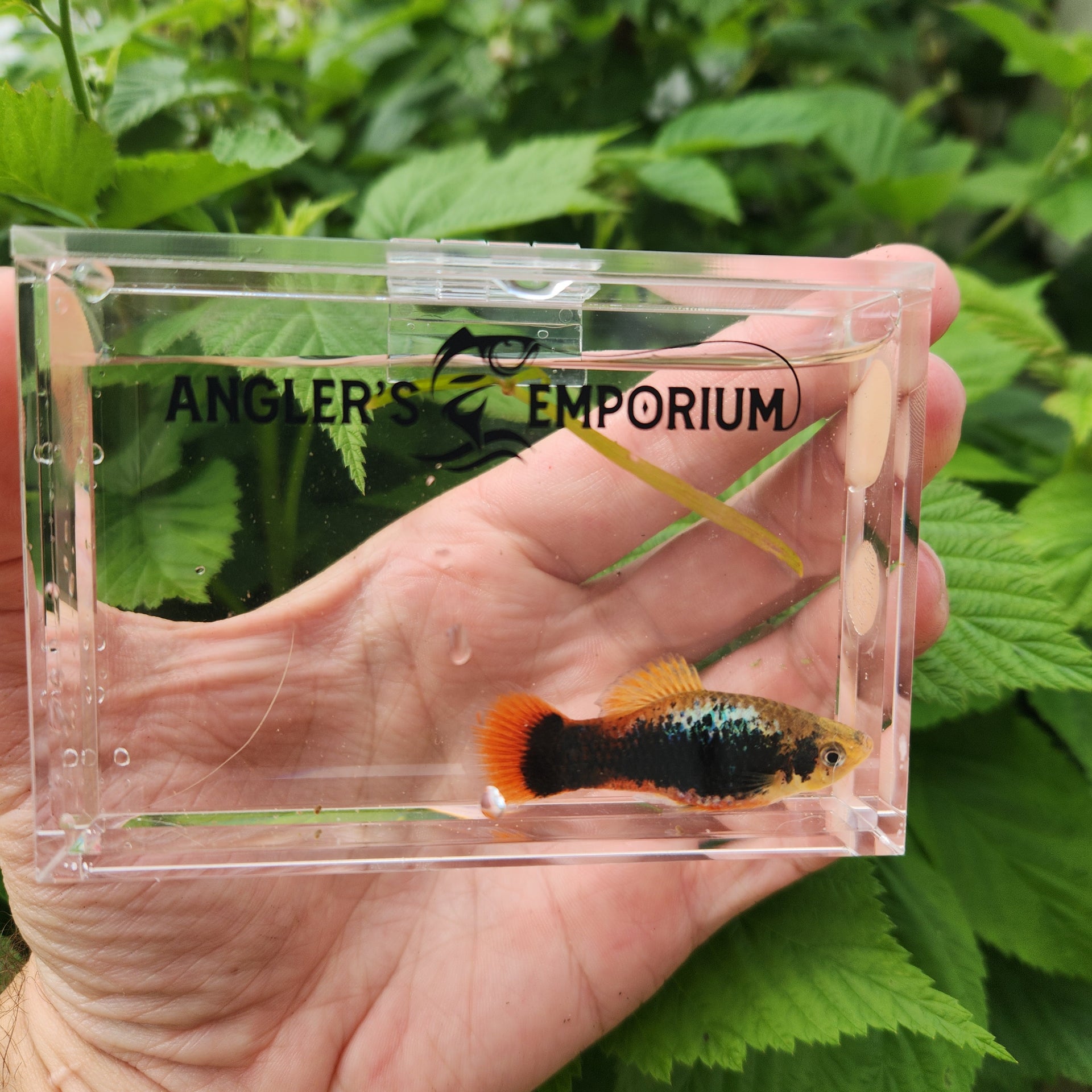 Hand holding a small aquarium with a fish, branded 'Angler's Emporium', against a green leafy background.