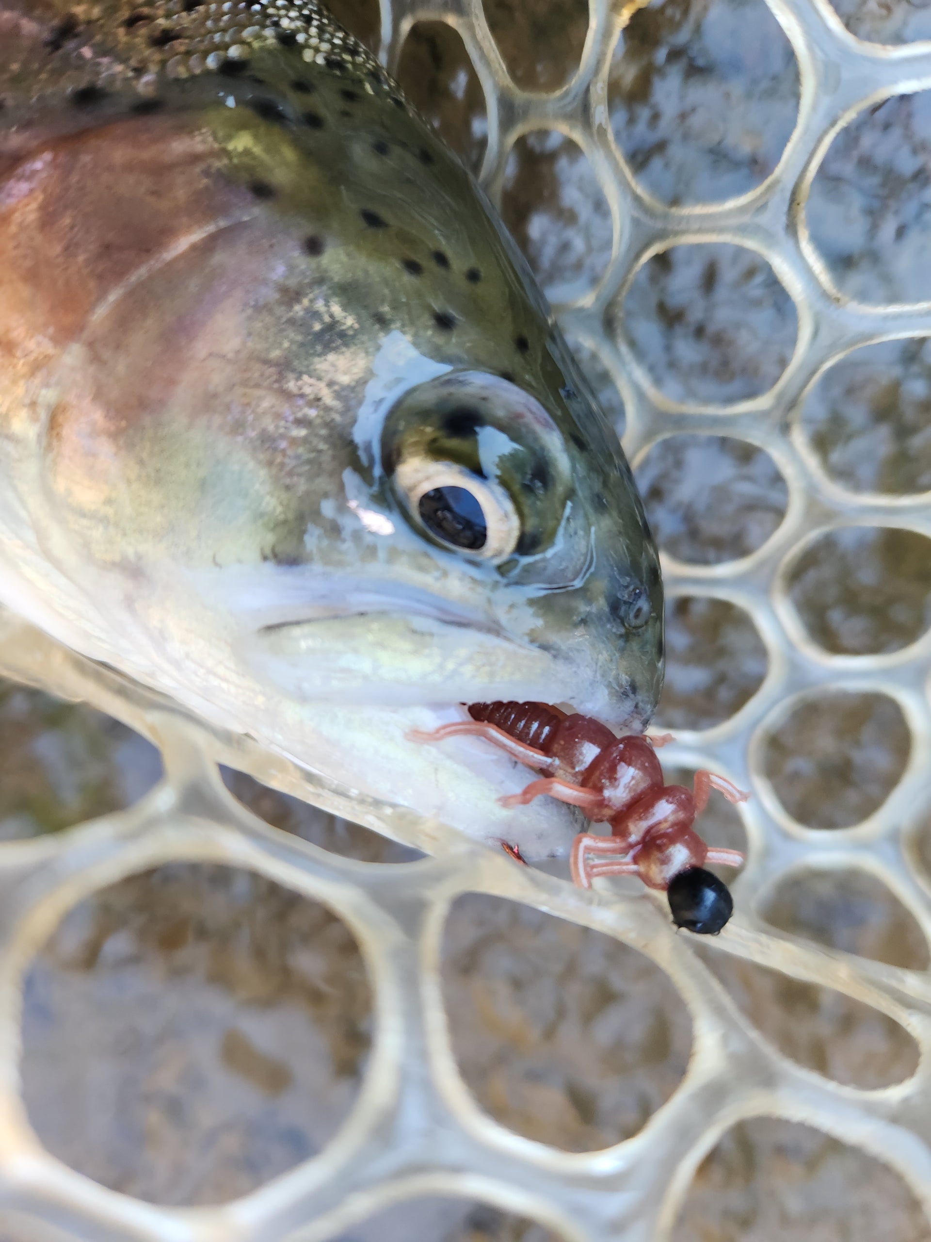 rainbow trout with a soft plastic stonefly in its mouth