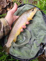 Hand holding a brown trout over a green fishing net with plants and ground in the background