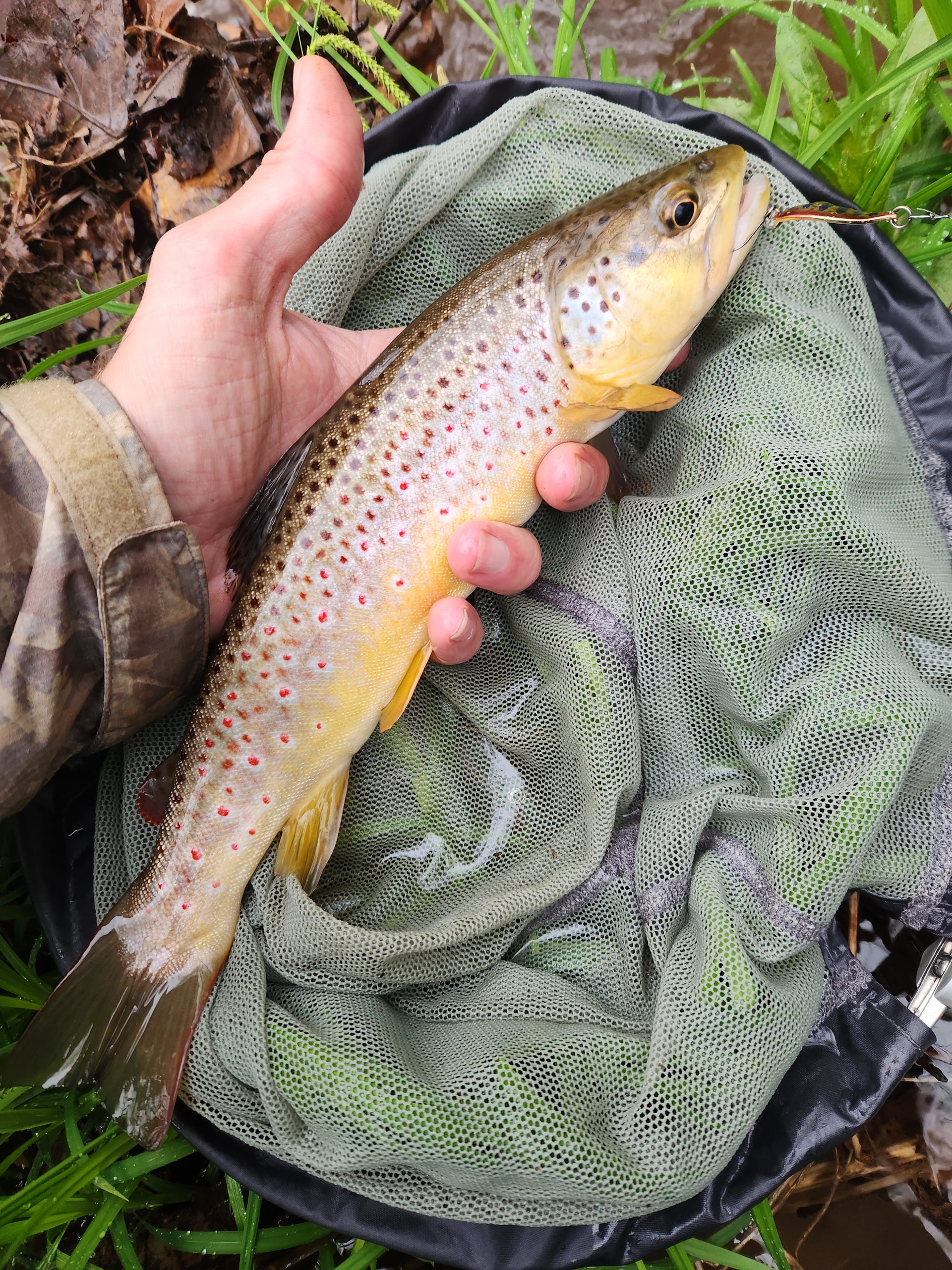Hand holding a brown trout over a green fishing net with plants and ground in the background