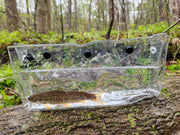 native brook trout in photo tank