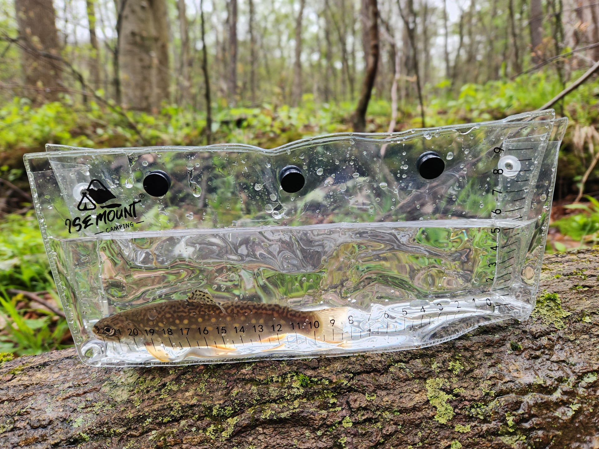 native brook trout in photo tank