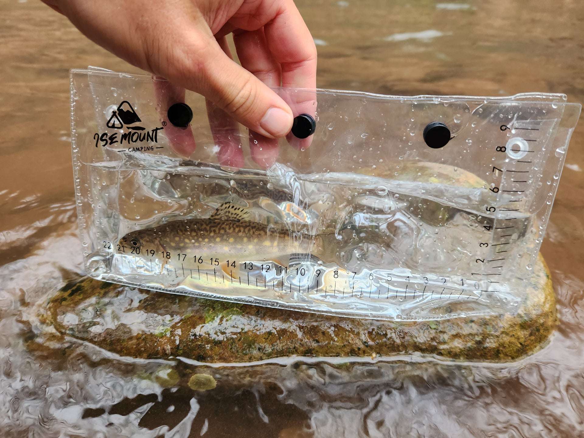 native brook trout in photo tank