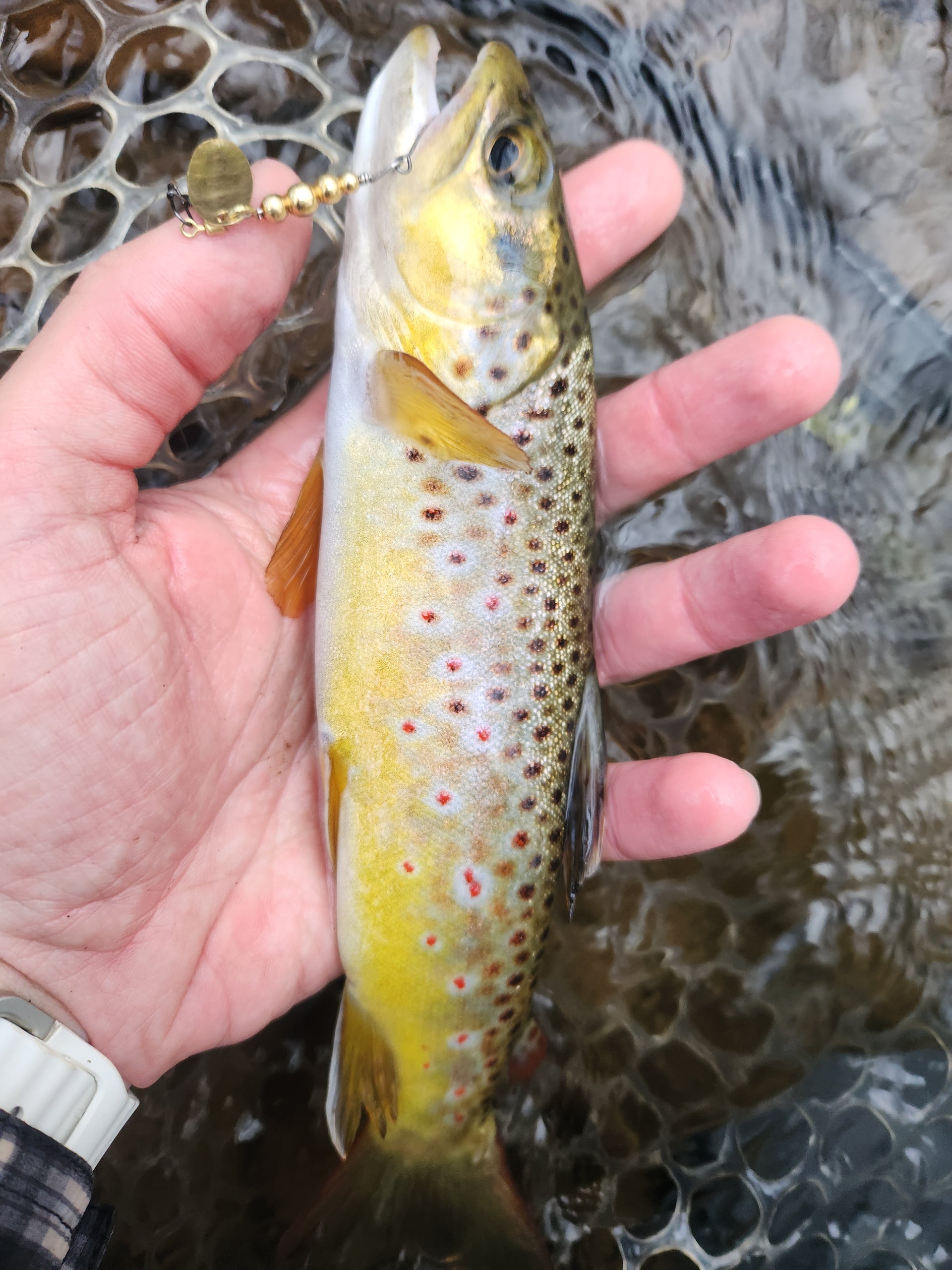 wild brown trout caught on single hook swiss swing spinner lure