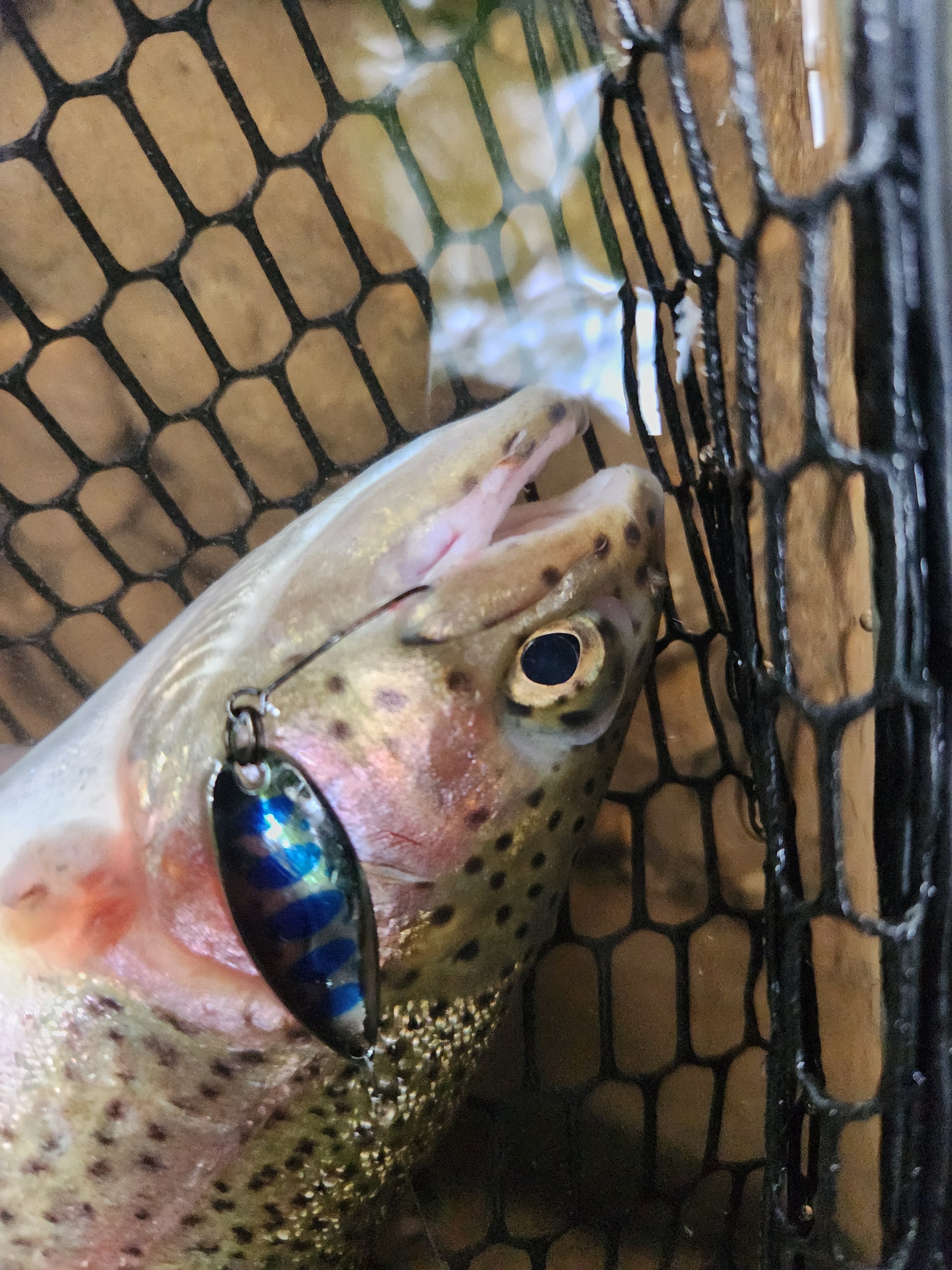 rainbow trout caught by miu native spoon