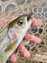 rainbow trout caught on brown plastic stonefly lure