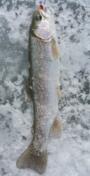 rainbow trout caught on marmooska jig laying on ice